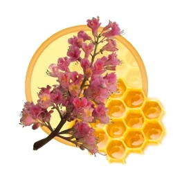 Kastanienblüten hervorgehoben