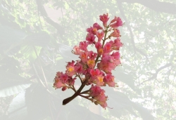 Edelkastanie freigestellt