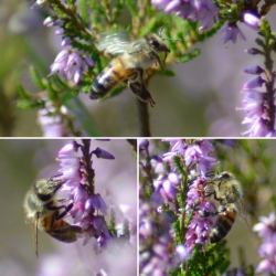 Lüneburgerheide Nachrichten