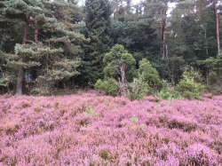 Heideblüten Hambühren 